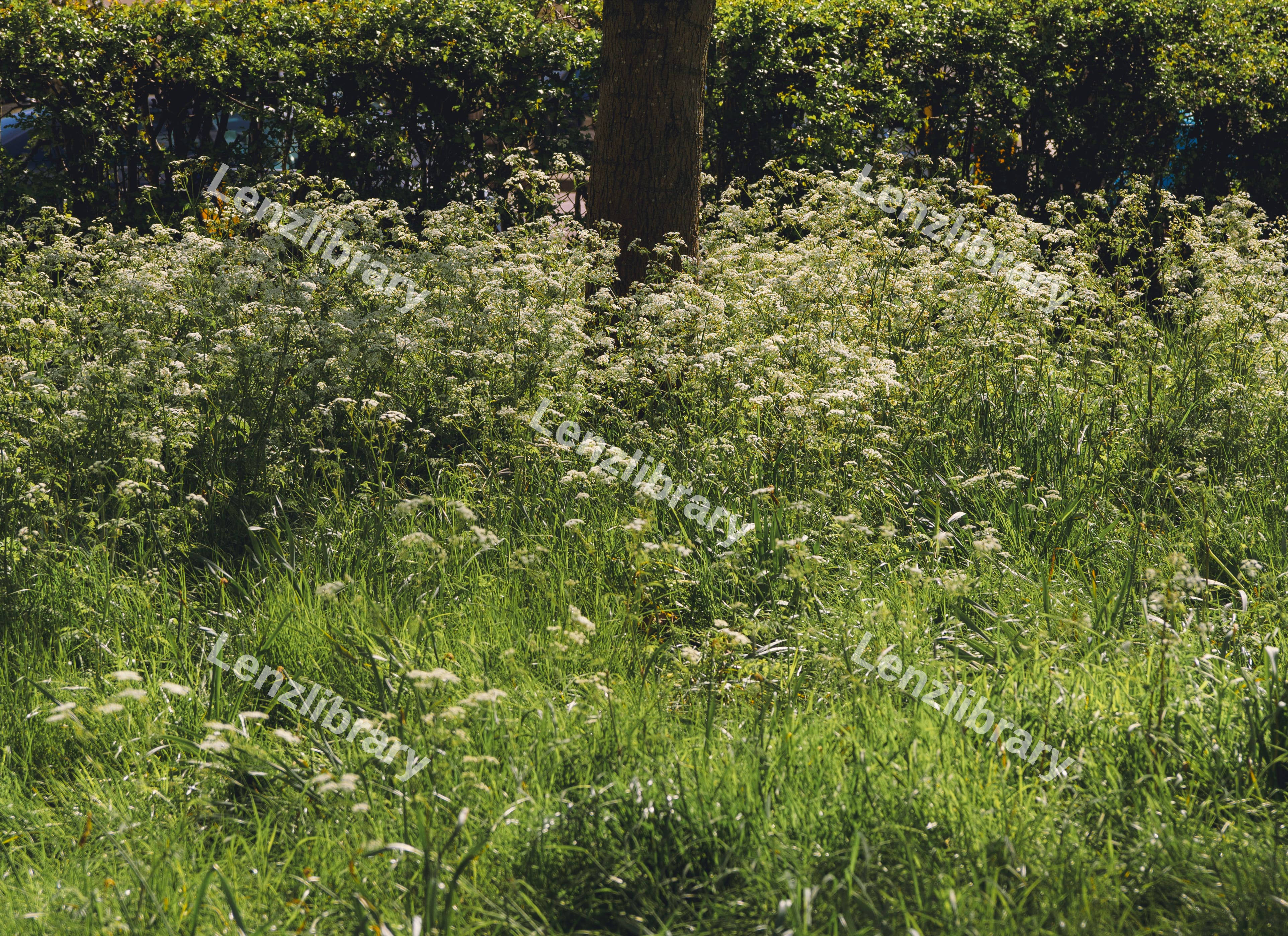 Flowers Sprouting Around A Tree